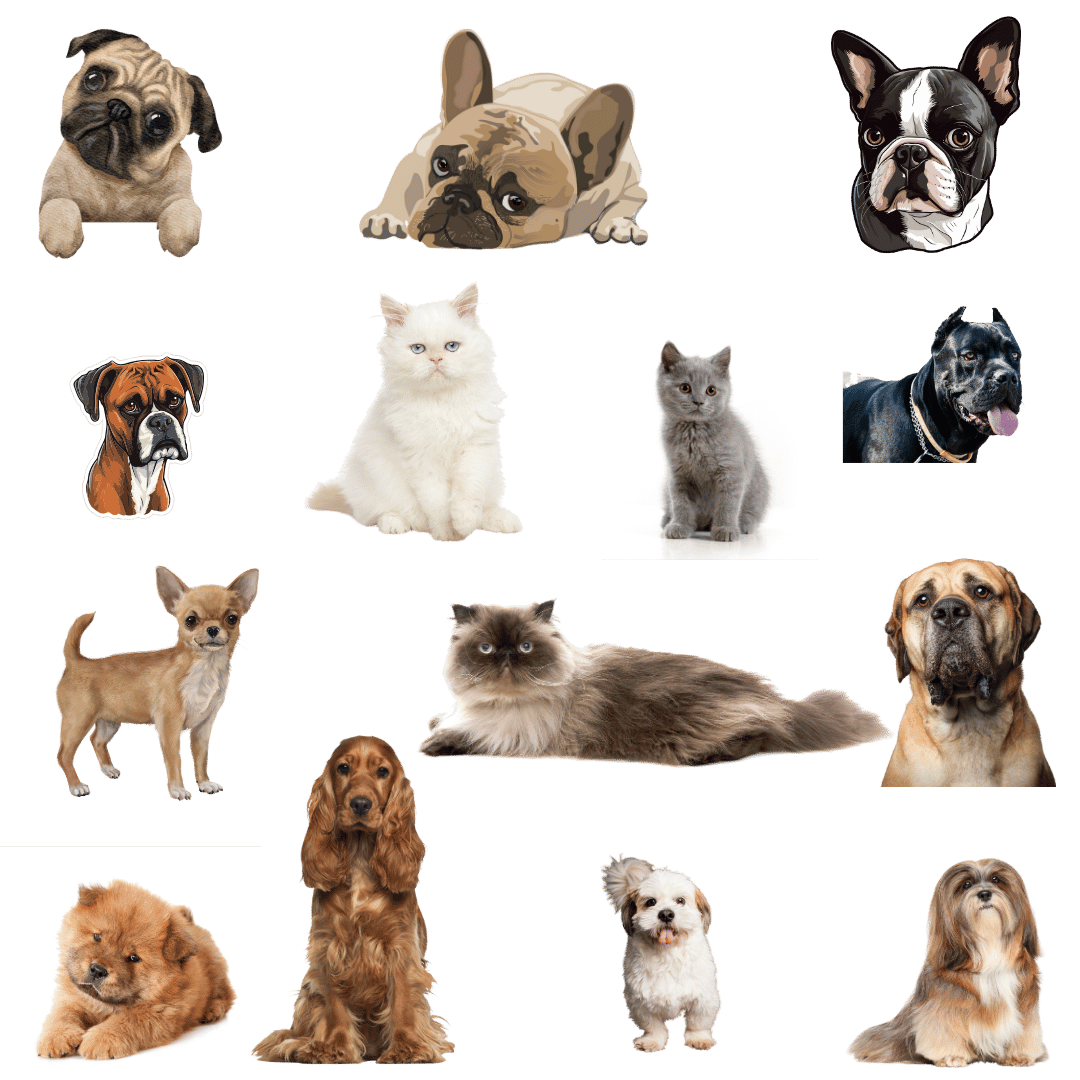 Brachycephalic Pet Breeds | Flat faced dogs and cats which cannot travel in cargo hold