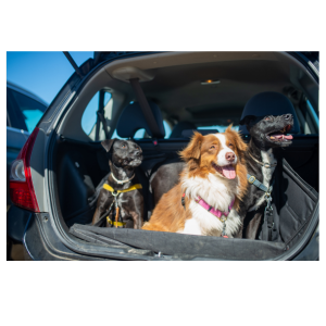 even multiple pets can travel together in our pet taxis