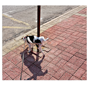 we provide a break after every two hours during road travel for our pets