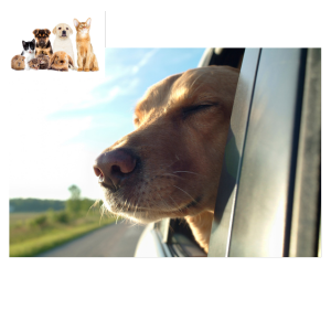 our pet taxi services are available even at the last minute in case you need to travel with your pet in an emergency