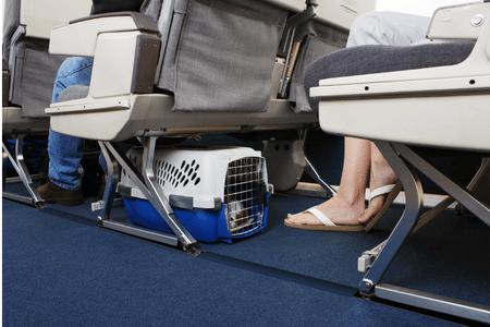 Cat traveling in cabin safely by air