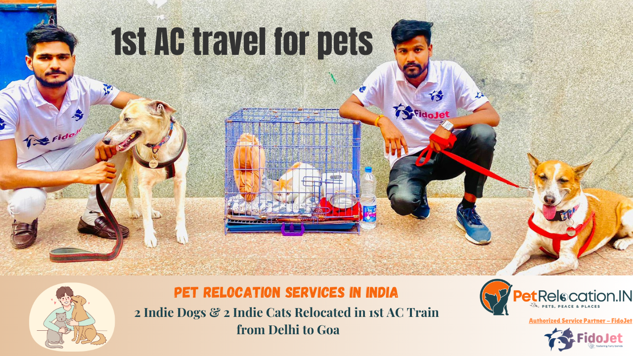 Pet Sitting International Dog Transport Pet Boarding Pet Relocators  International Pet Movers Pet Shipping
