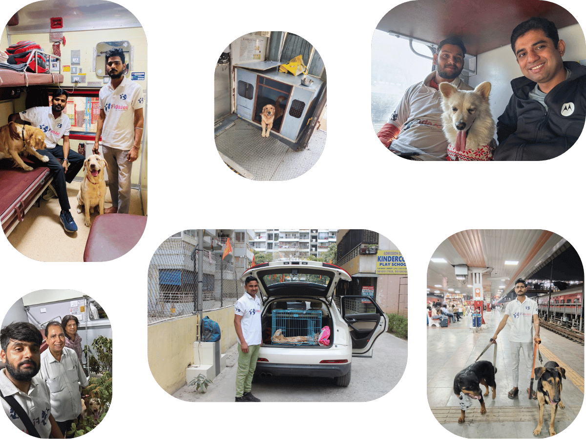 Pet Relocation Services Amritsar