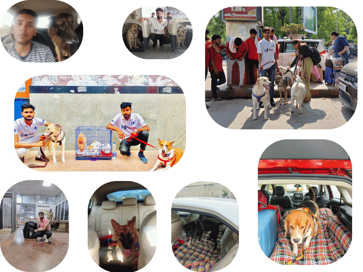 Pet Relocation Services Chennai