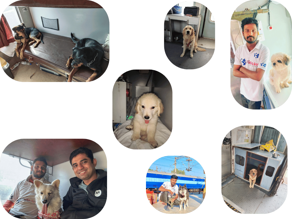 Pet Relocation Services Kolkata