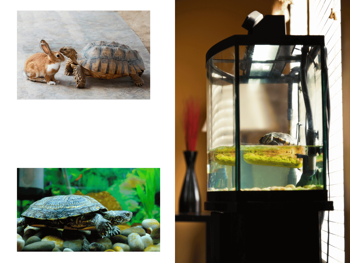 Turtle and Tortoise transport services